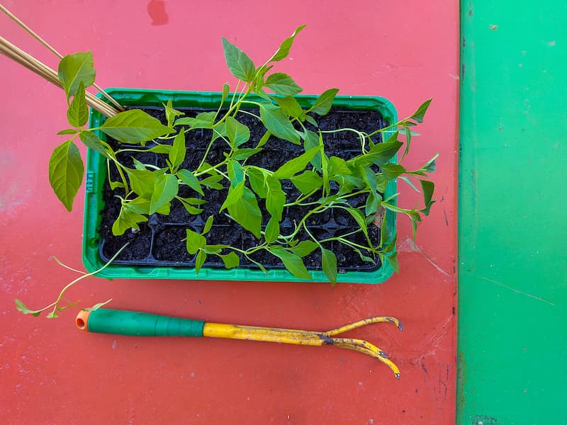 beans, tomatoes and chillies might just play a very significant role in the “Cooks in Residence program” at some later point